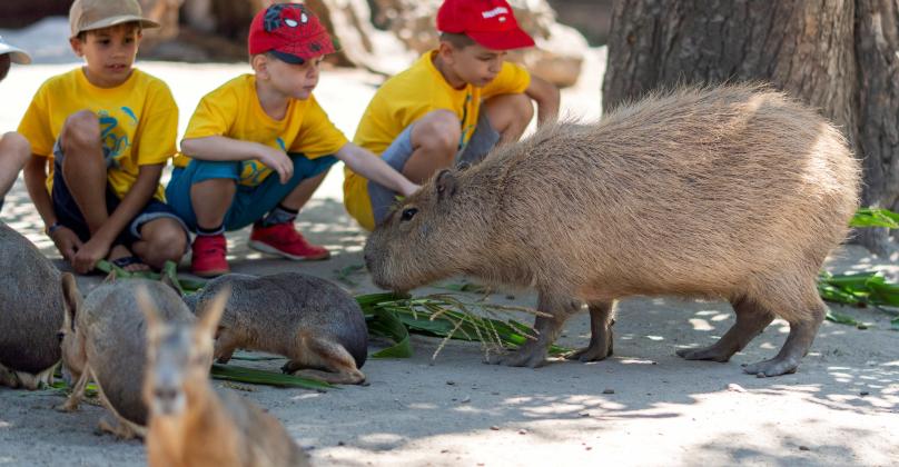 Őszi Zoo Tábor 2025